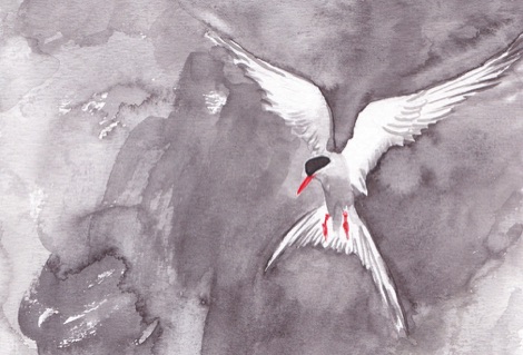 Arctic tern Ana Jenkin